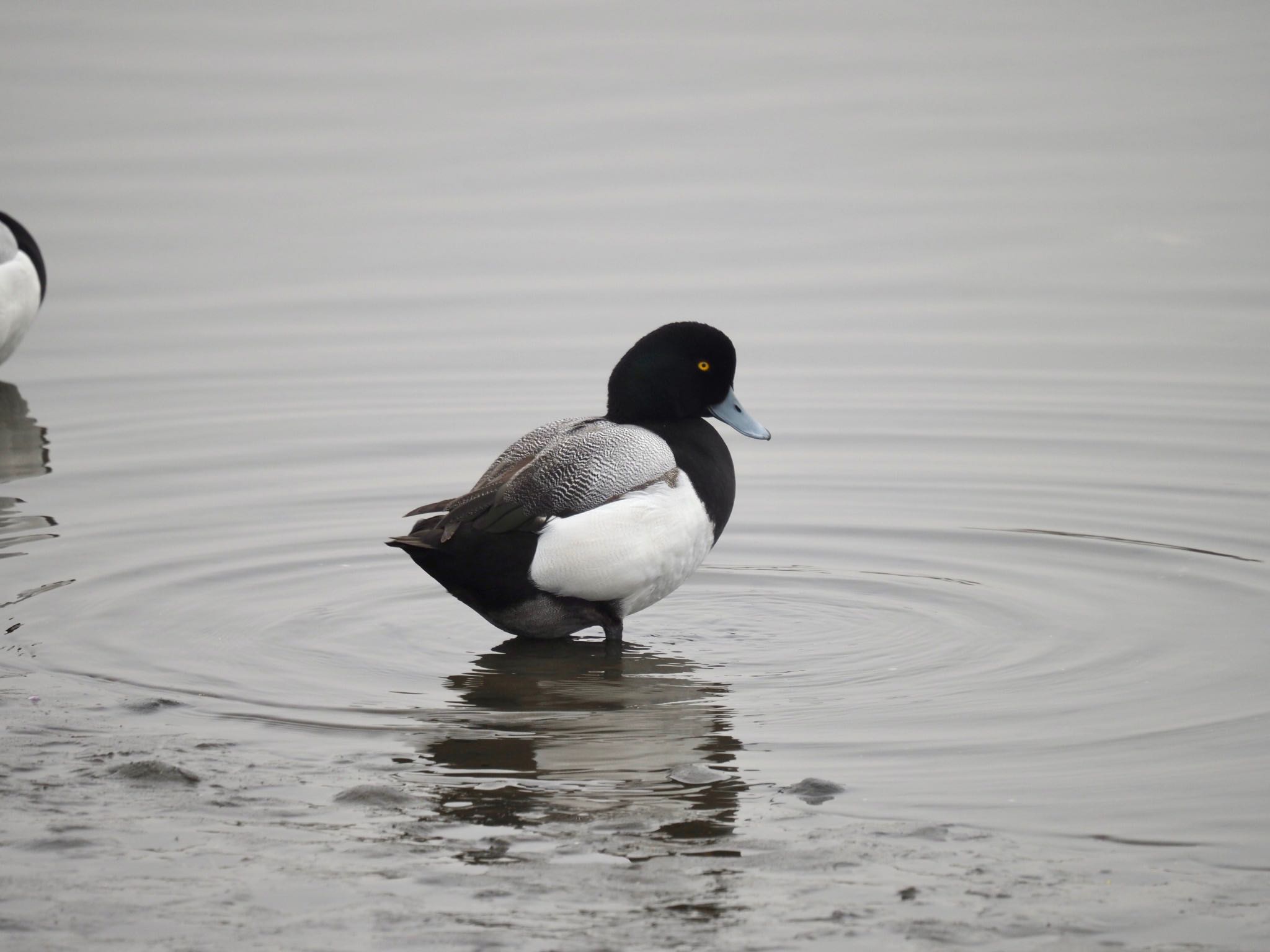 Photo of Greater Scaup at Kasai Rinkai Park by アカウント14991