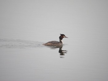 Great Crested Grebe Kasai Rinkai Park Sun, 3/24/2024