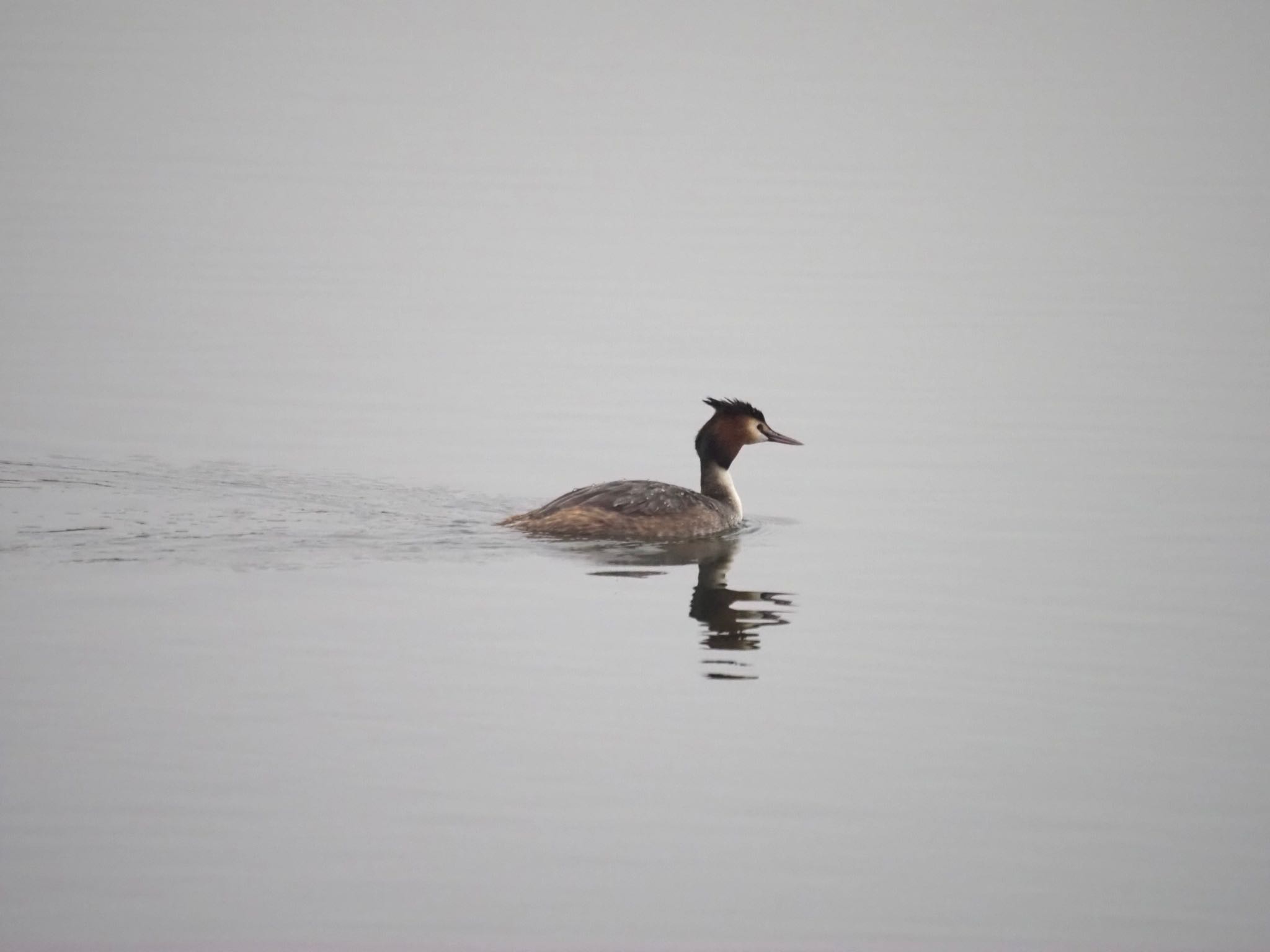 Great Crested Grebe