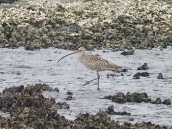 ホウロクシギ 葛西臨海公園 2024年3月24日(日)