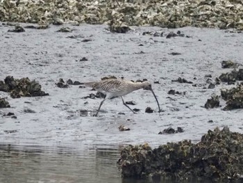 Eurasian Curlew Kasai Rinkai Park Sun, 3/24/2024