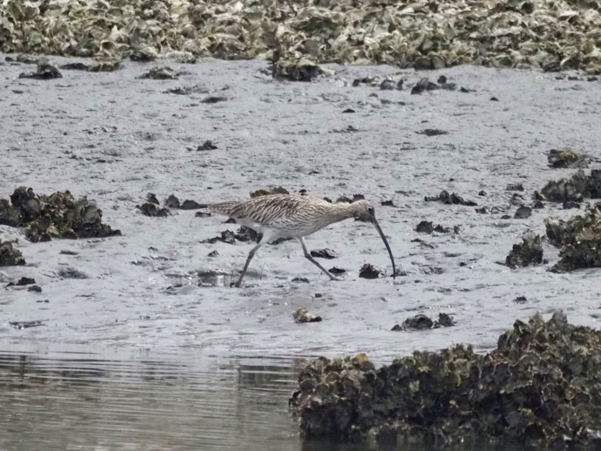 Eurasian Curlew