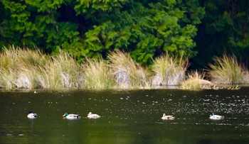 マガモ 鶴ヶ池 2024年3月17日(日)