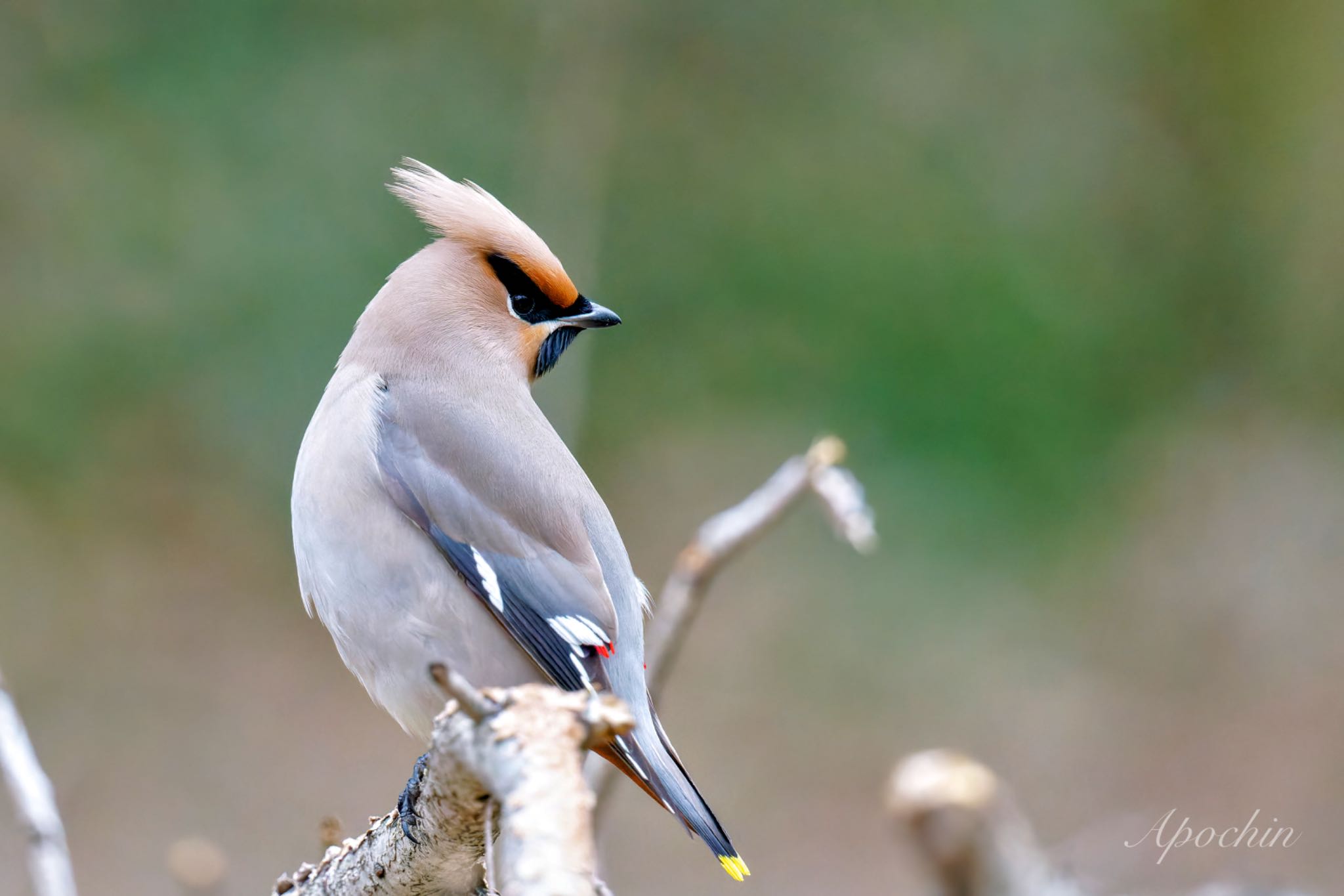 Bohemian Waxwing