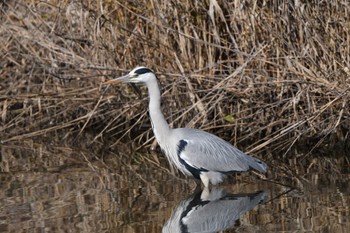 Grey Heron まつぶし緑の丘公園 Fri, 1/5/2024