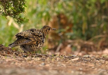 White's Thrush 東京都立桜ヶ丘公園(聖蹟桜ヶ丘) Sun, 3/24/2024