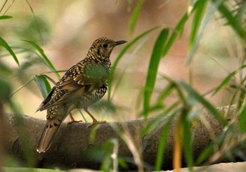 White's Thrush 東京都立桜ヶ丘公園(聖蹟桜ヶ丘) Sun, 3/24/2024