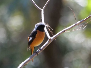 Daurian Redstart 秩父 Mon, 3/11/2024