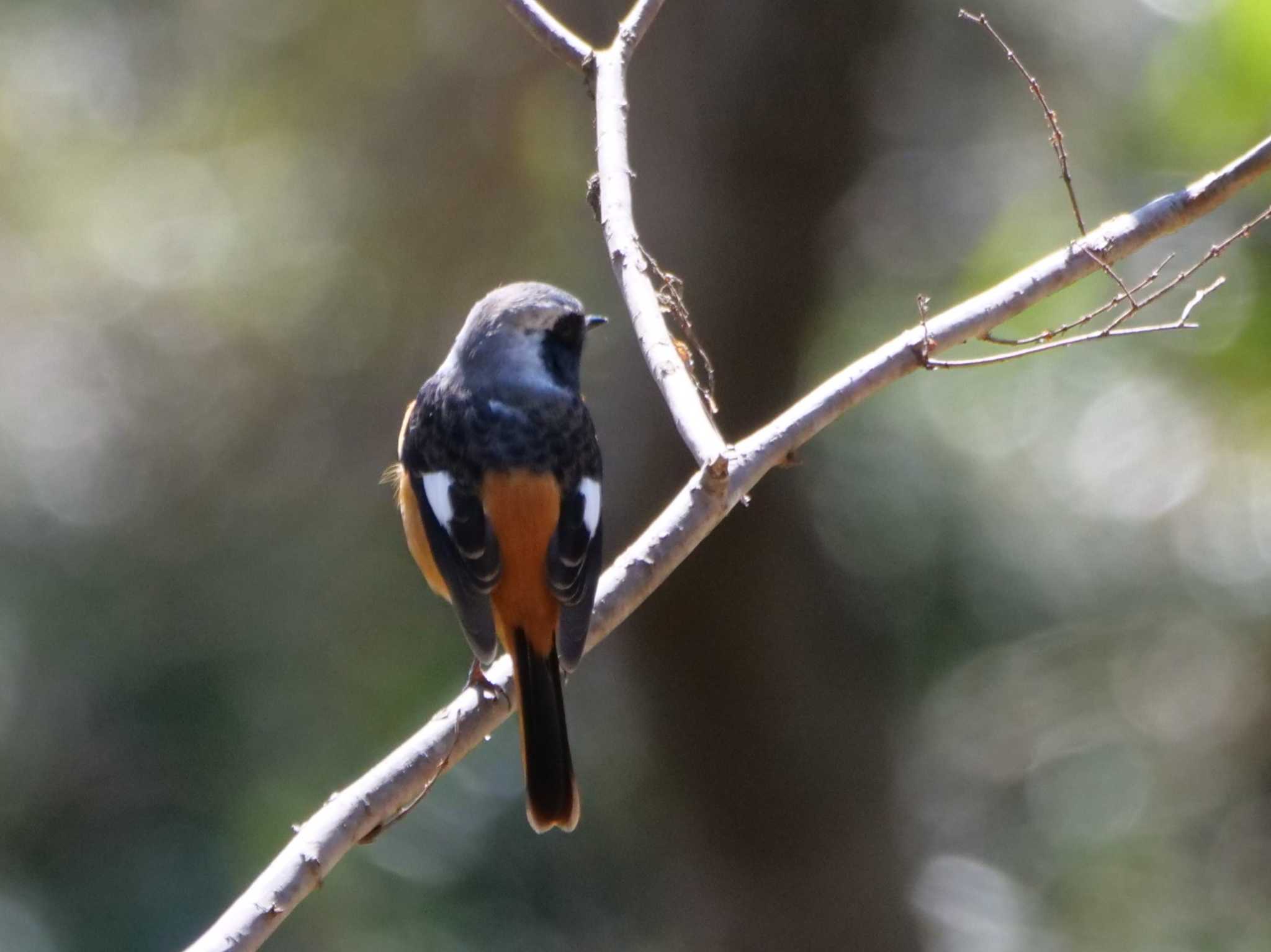 Photo of Daurian Redstart at 秩父 by little birds