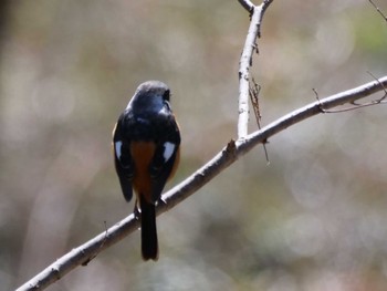 Daurian Redstart 秩父 Mon, 3/11/2024