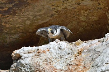 ハヤブサ 青葉山公園 2024年3月24日(日)