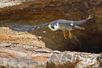 ハヤブサ 青葉山公園 2024年3月24日(日)