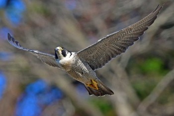 Peregrine Falcon Aobayama Park Sun, 3/24/2024