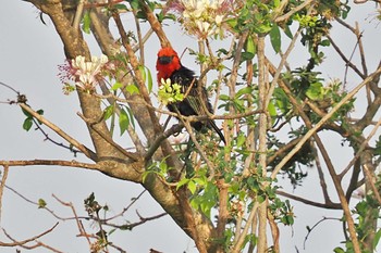 Black-billed Barbet