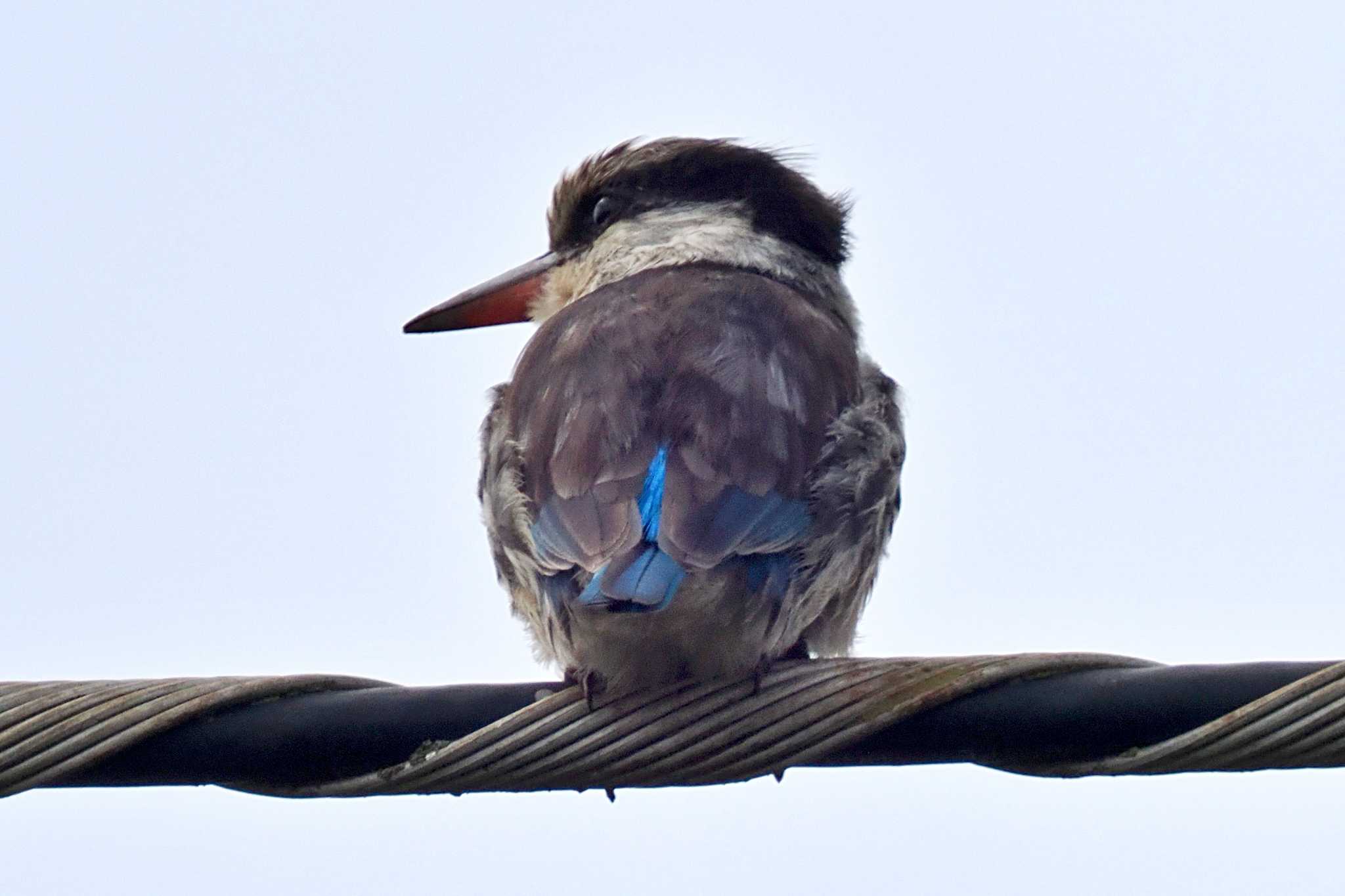 Photo of Striped Kingfisher at ウガンダ by 藤原奏冥