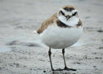 シロチドリ ふなばし三番瀬海浜公園 2024年3月24日(日)