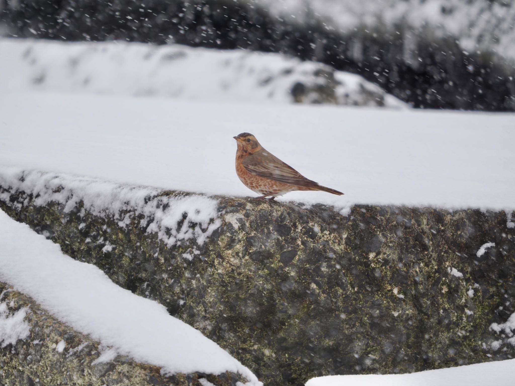 Photo of Naumann's Thrush at 納沙布 by 孝一