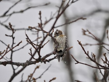 Japanese Pygmy Woodpecker 尾岱沼 Mon, 2/26/2024