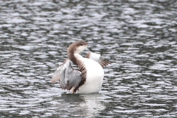 Black-throated Loon 浦賀港 Sat, 3/23/2024