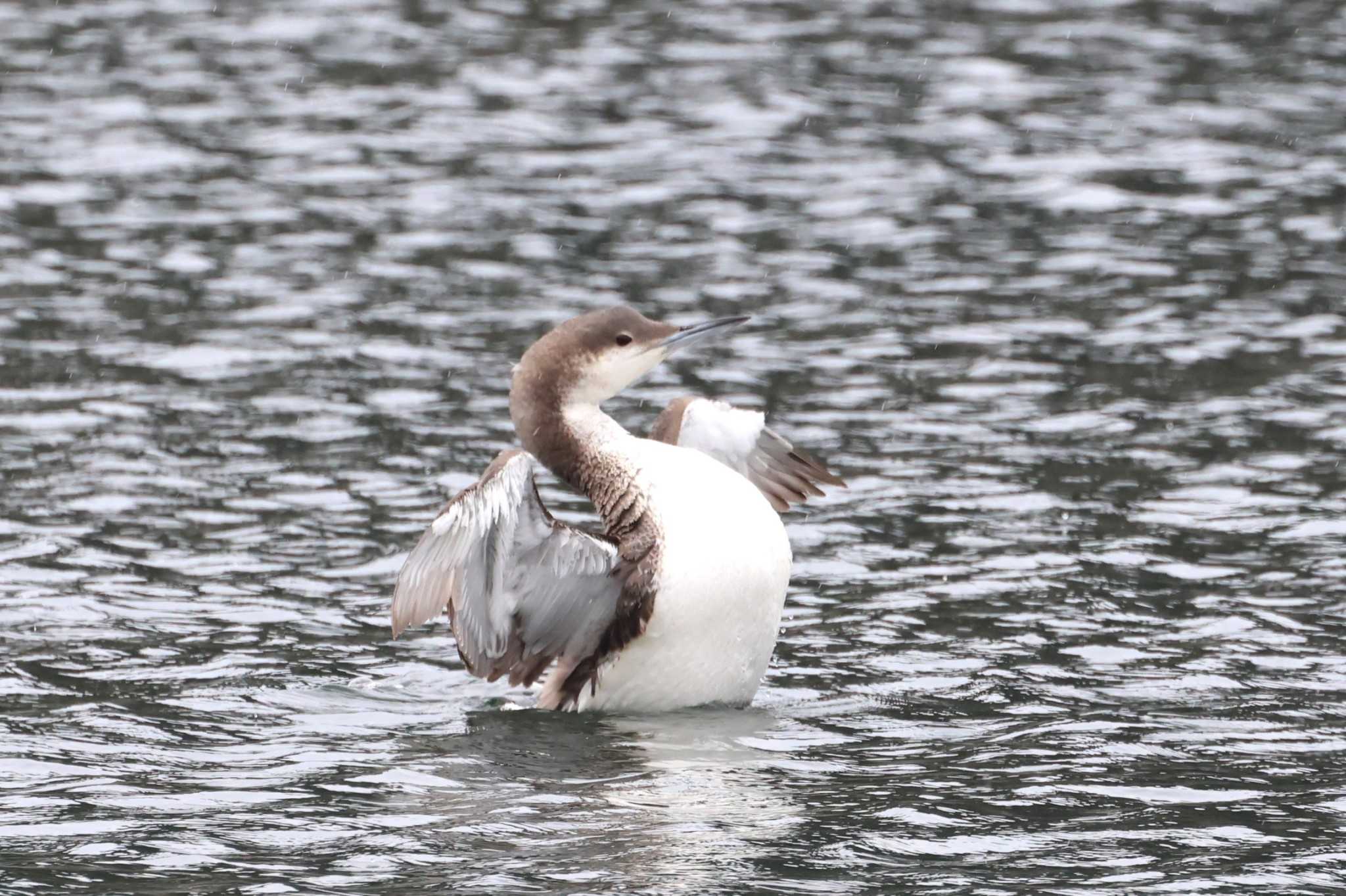 Black-throated Loon