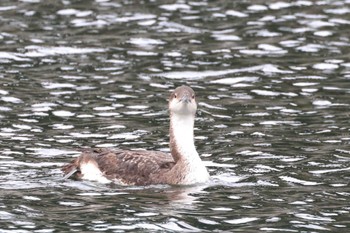 Black-throated Loon 浦賀港 Sat, 3/23/2024