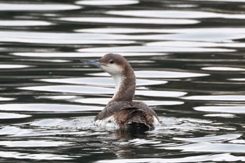 Black-throated Loon 浦賀港 Sat, 3/23/2024