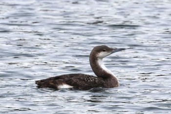 Black-throated Loon 浦賀港 Sat, 3/23/2024