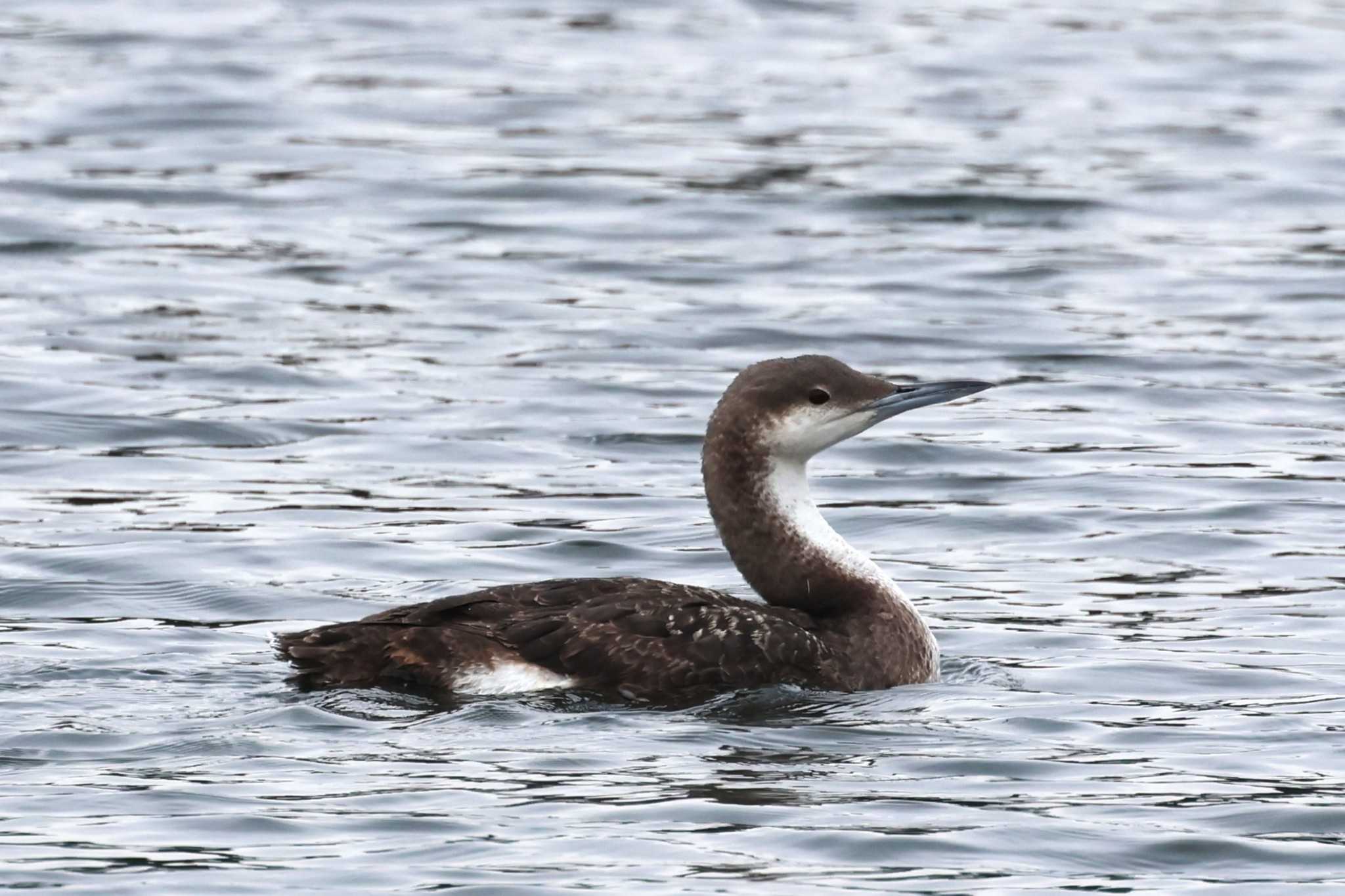 Black-throated Loon