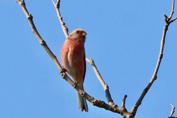 Siberian Long-tailed Rosefinch Watarase Yusuichi (Wetland) Sat, 3/16/2024