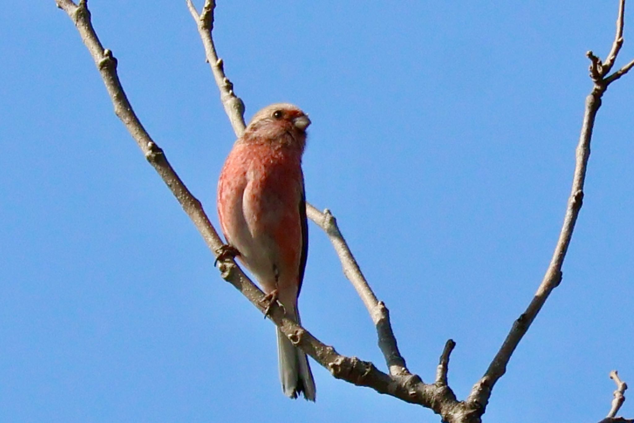 Siberian Long-tailed Rosefinch