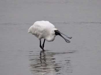 Black-faced Spoonbill Kasai Rinkai Park Sun, 3/24/2024