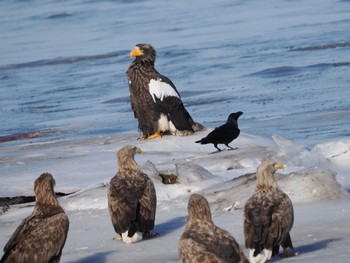 Steller's Sea Eagle 風蓮湖 Sat, 2/24/2024