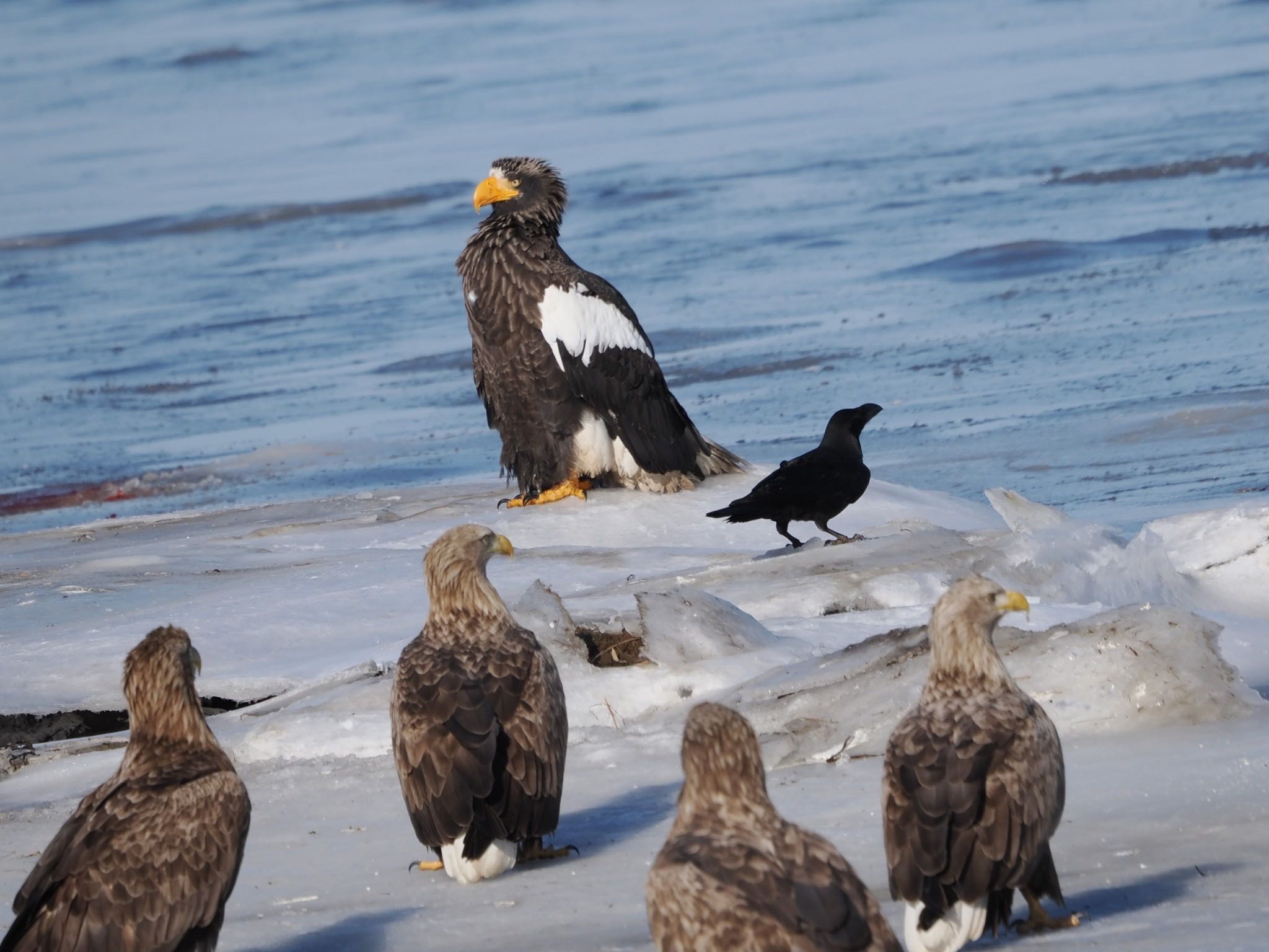 Steller's Sea Eagle