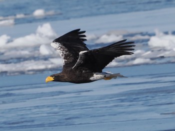 Steller's Sea Eagle 風蓮湖 Sat, 2/24/2024