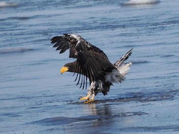 Steller's Sea Eagle 風蓮湖 Sat, 2/24/2024