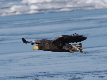 Steller's Sea Eagle 風蓮湖 Sat, 2/24/2024