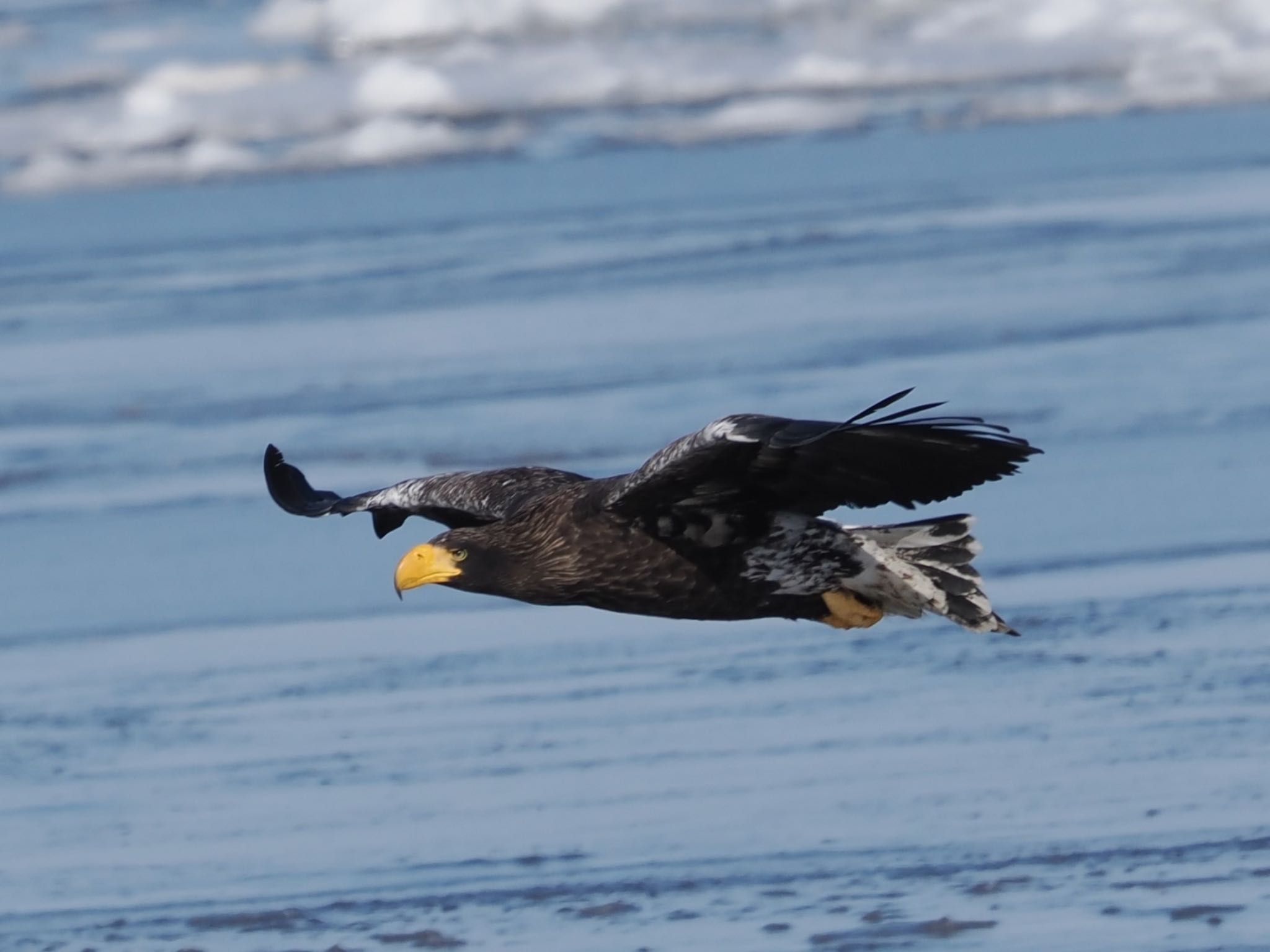 Steller's Sea Eagle