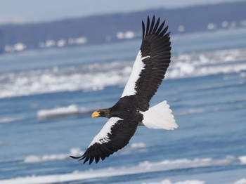 Steller's Sea Eagle 風蓮湖 Sat, 2/24/2024