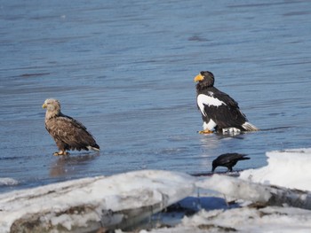 Steller's Sea Eagle 風蓮湖 Sat, 2/24/2024