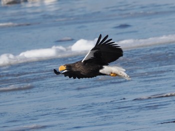 Steller's Sea Eagle 風蓮湖 Sat, 2/24/2024