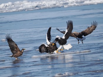 Steller's Sea Eagle 風蓮湖 Sat, 2/24/2024