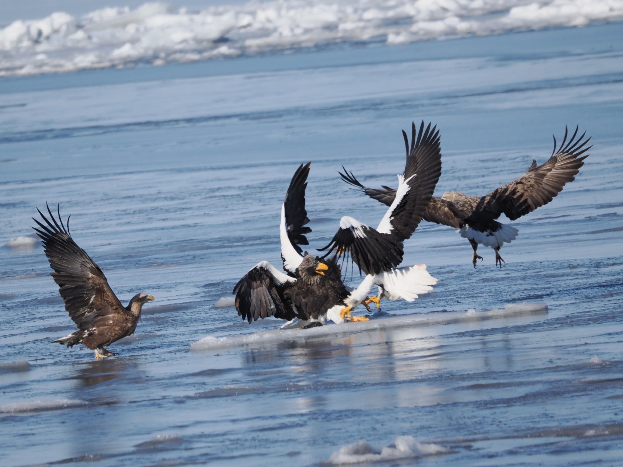 Photo of Steller's Sea Eagle at 風蓮湖 by ぽぽぽ