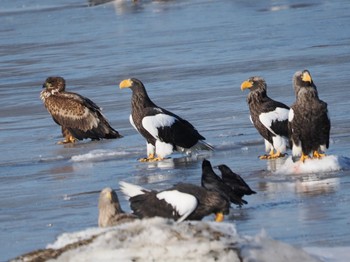 Steller's Sea Eagle 風蓮湖 Sat, 2/24/2024