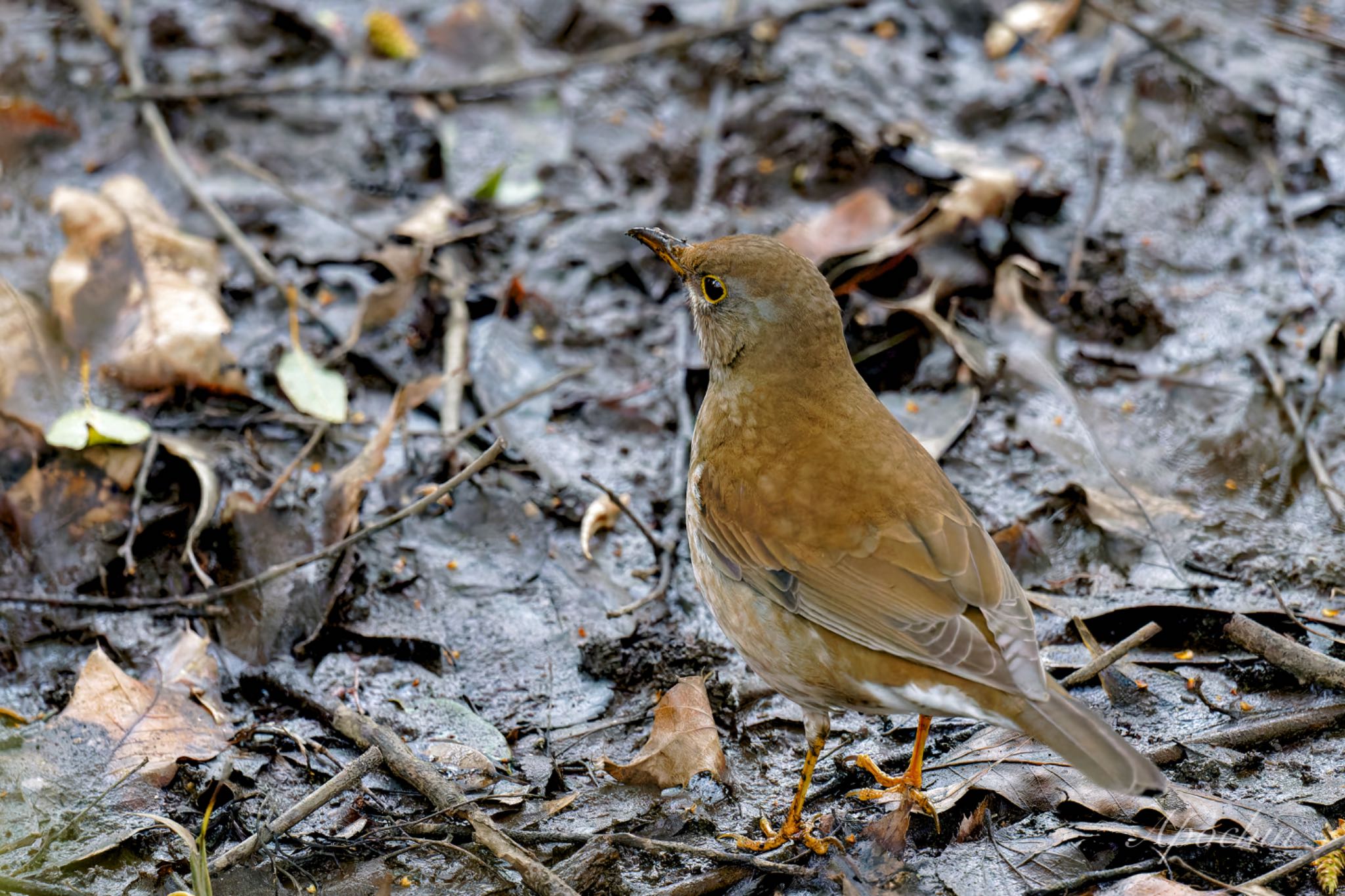 Photo of Pale Thrush at Kitamoto Nature Observation Park by アポちん