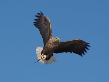 White-tailed Eagle 風蓮湖 Sat, 2/24/2024