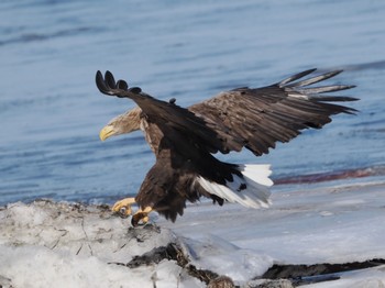 White-tailed Eagle 風蓮湖 Sat, 2/24/2024