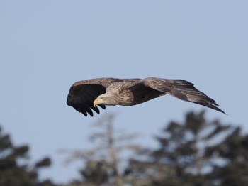 White-tailed Eagle 風蓮湖 Sat, 2/24/2024