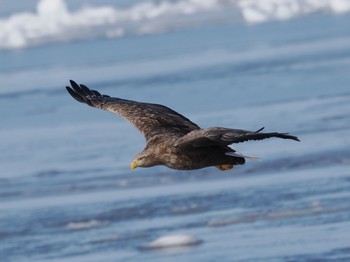 White-tailed Eagle 風蓮湖 Sat, 2/24/2024