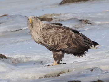 White-tailed Eagle 風蓮湖 Sat, 2/24/2024