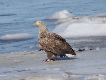 White-tailed Eagle 風蓮湖 Sat, 2/24/2024